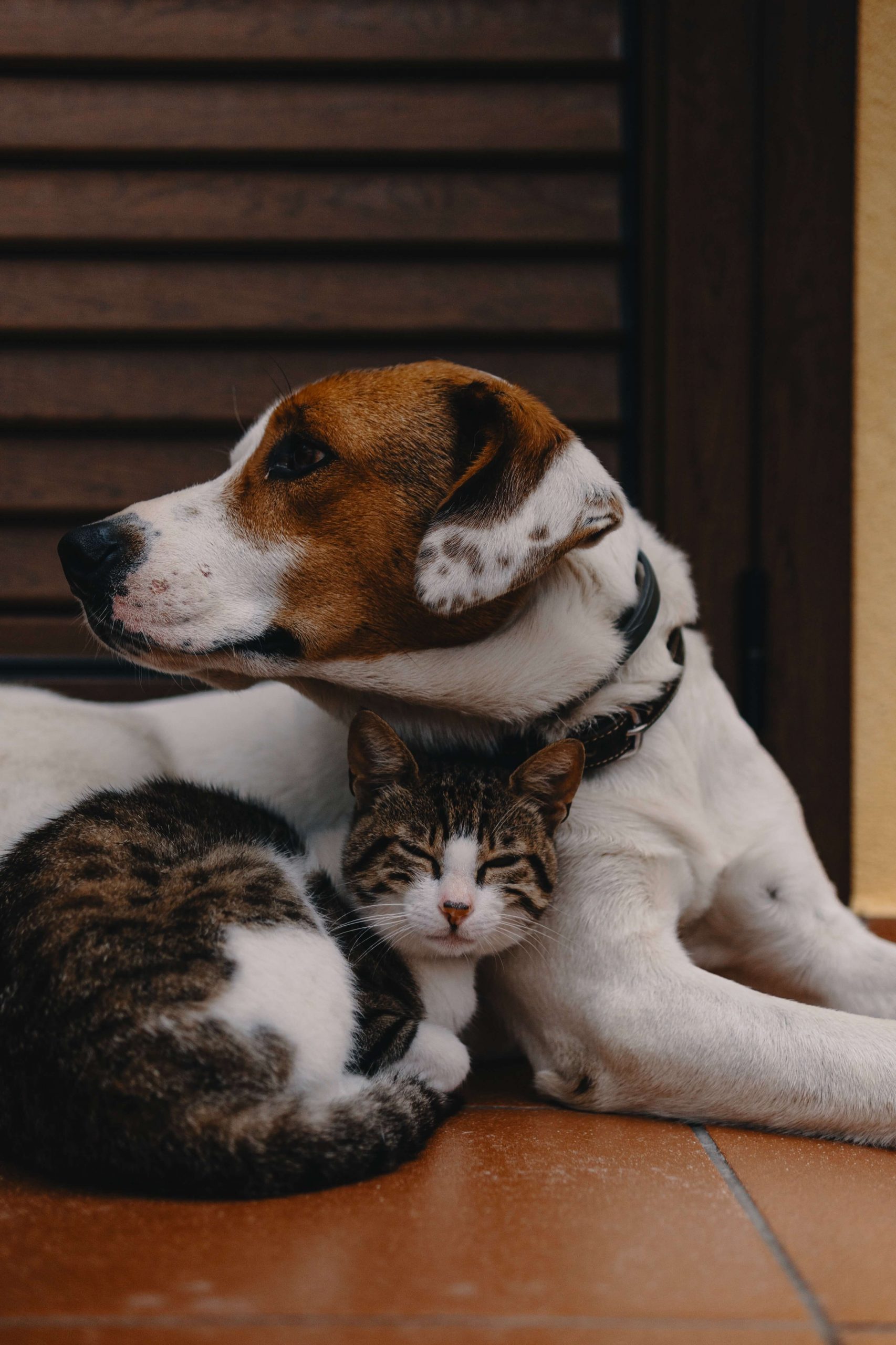 Animali domestici nelle famiglie italiane