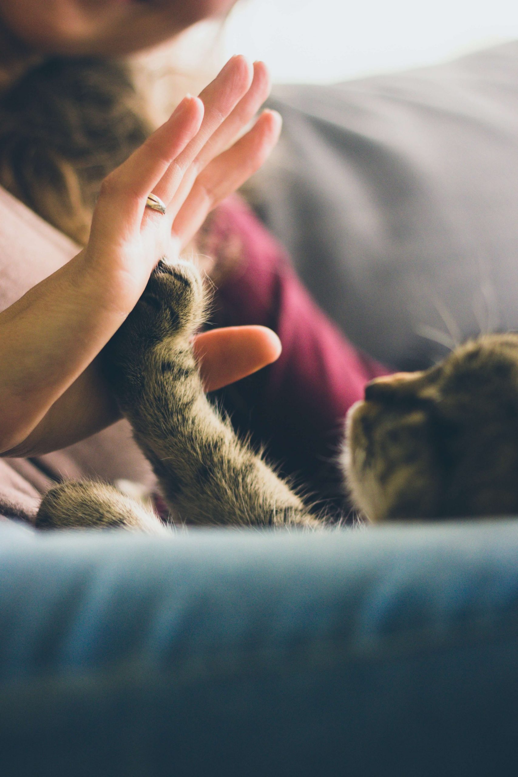 Bonus animali domestici come richiederlo