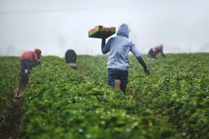 Voucher per il lavoro occasionale agricolo