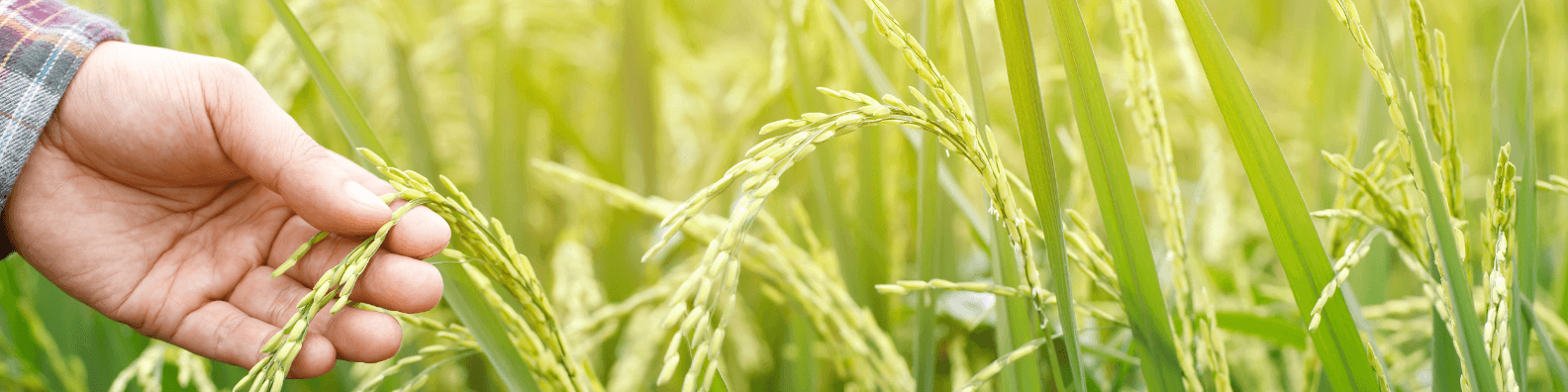Bonus lavoratori agricoli 2023