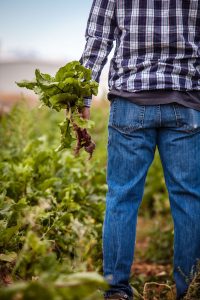 Bonus lavoratori agricoli a chi spetta