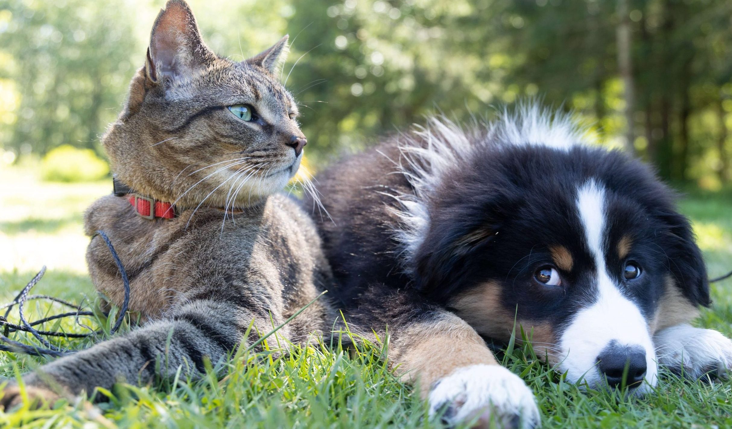 bonus animali domestici